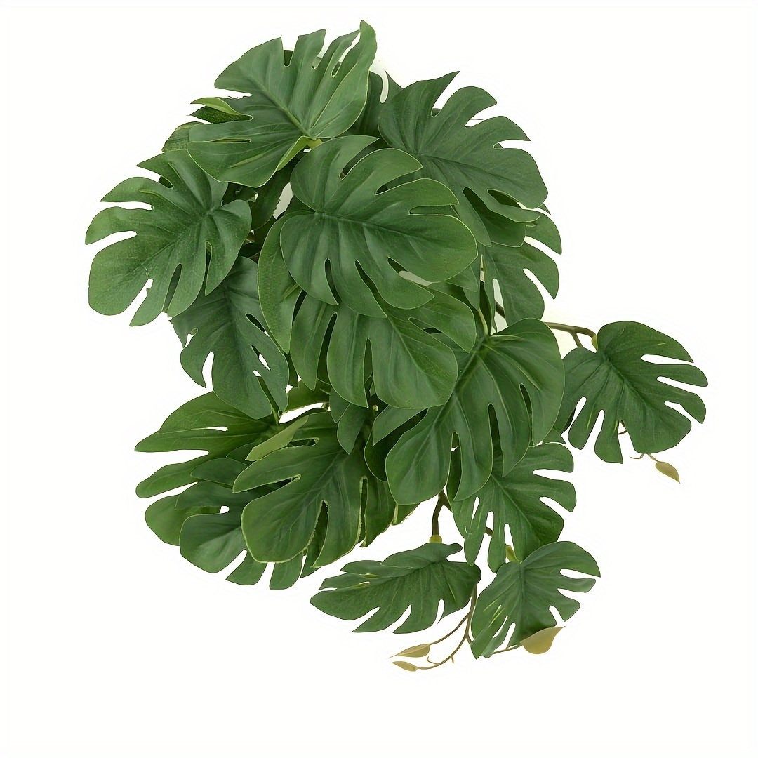 Monstera Adansonii - Tanaman Reptil untuk Terarium Tanaman Gantung