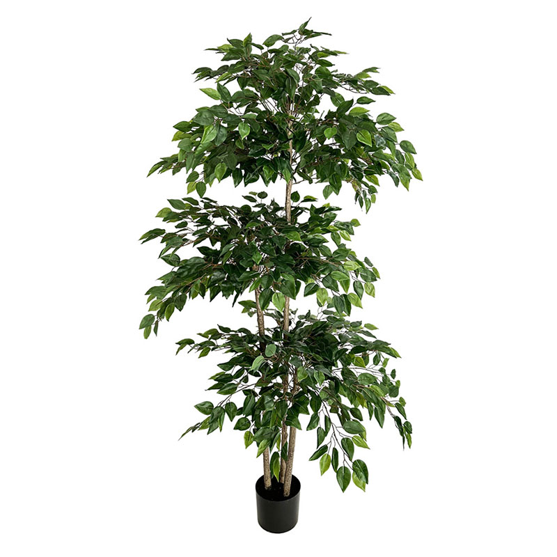 Tanaman tropis besar pohon bua - Ficus Lyrata Tree ulasan dan harga