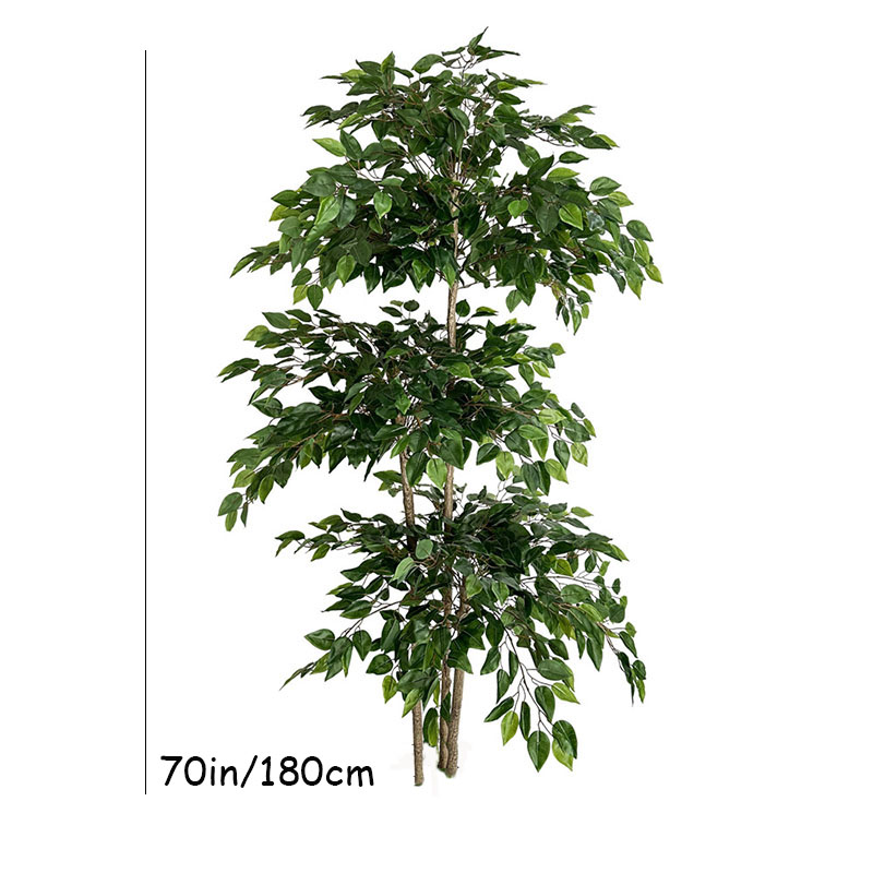 Tanaman tropis besar pohon bua - Ficus Lyrata Tree ulasan dan harga