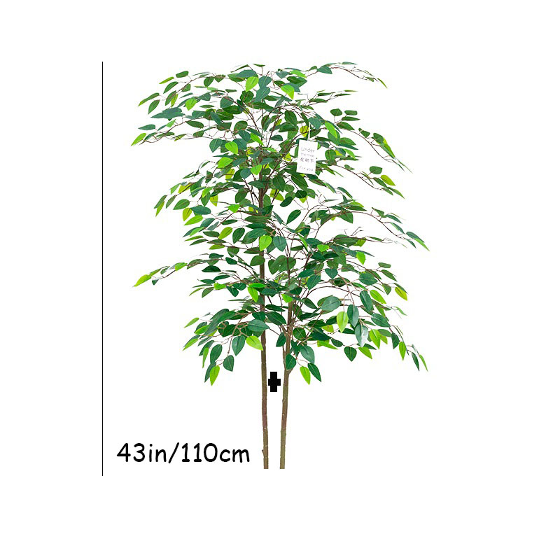 Tanaman tropis besar pohon bua - Ficus Lyrata Tree ulasan dan harga