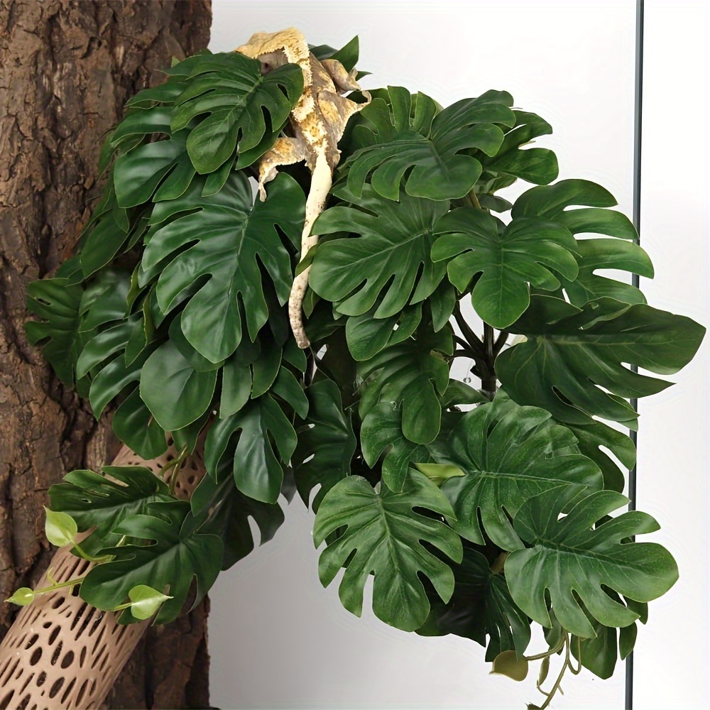 Tanaman Reptil untuk Terarium  - Monstera Adansonii ulasan dan harga