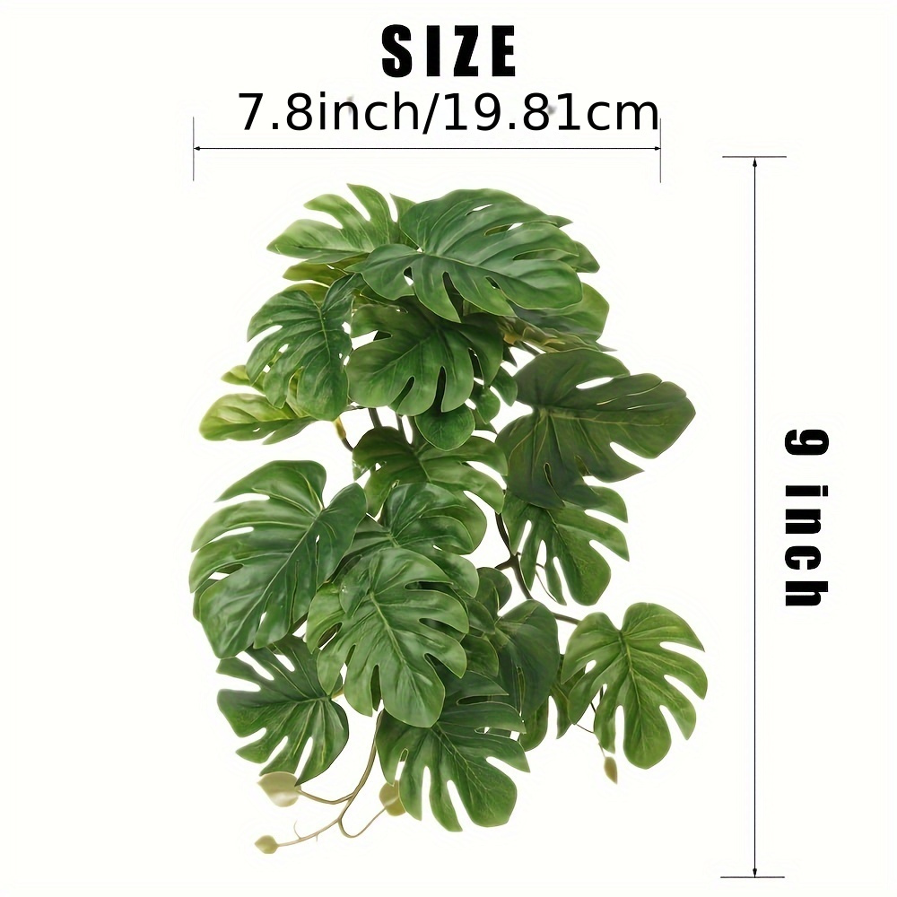Tanaman Reptil untuk Terarium  - Monstera Adansonii ulasan dan harga
