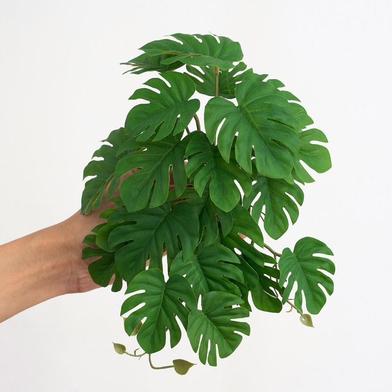 Tanaman Reptil untuk Terarium  - Monstera Adansonii ulasan dan harga