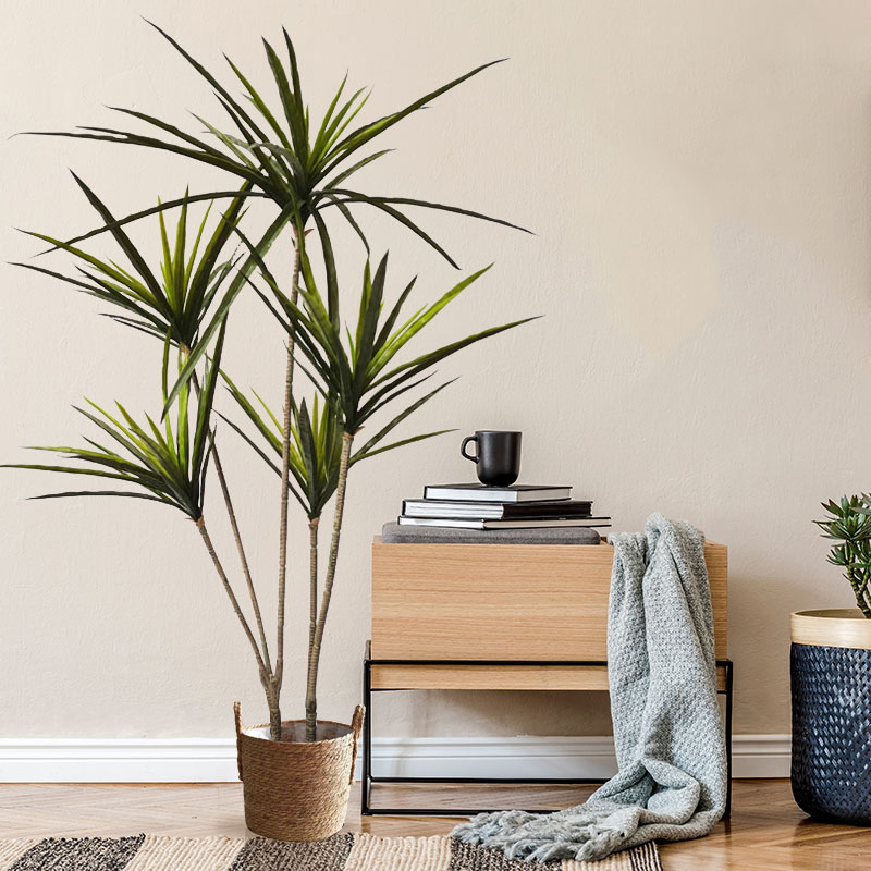 90-120Cm Tanaman Dracaena Buat - Ficus Lyrata Tree ulasan dan harga