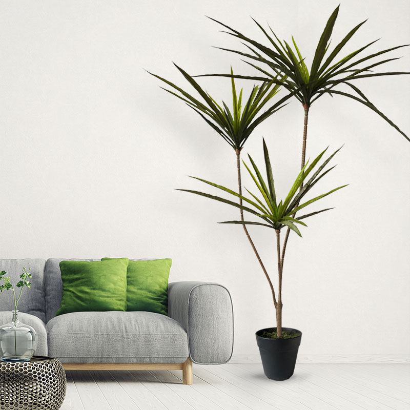 90-120Cm Tanaman Dracaena Buat - Ficus Lyrata Tree ulasan dan harga