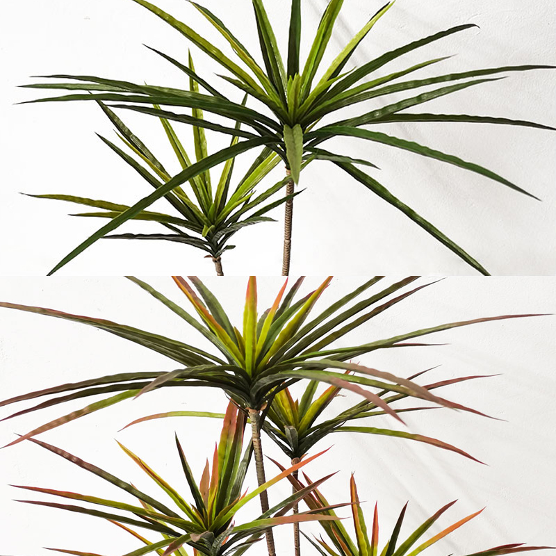 90-120Cm Tanaman Dracaena Buat - Ficus Lyrata Tree ulasan dan harga